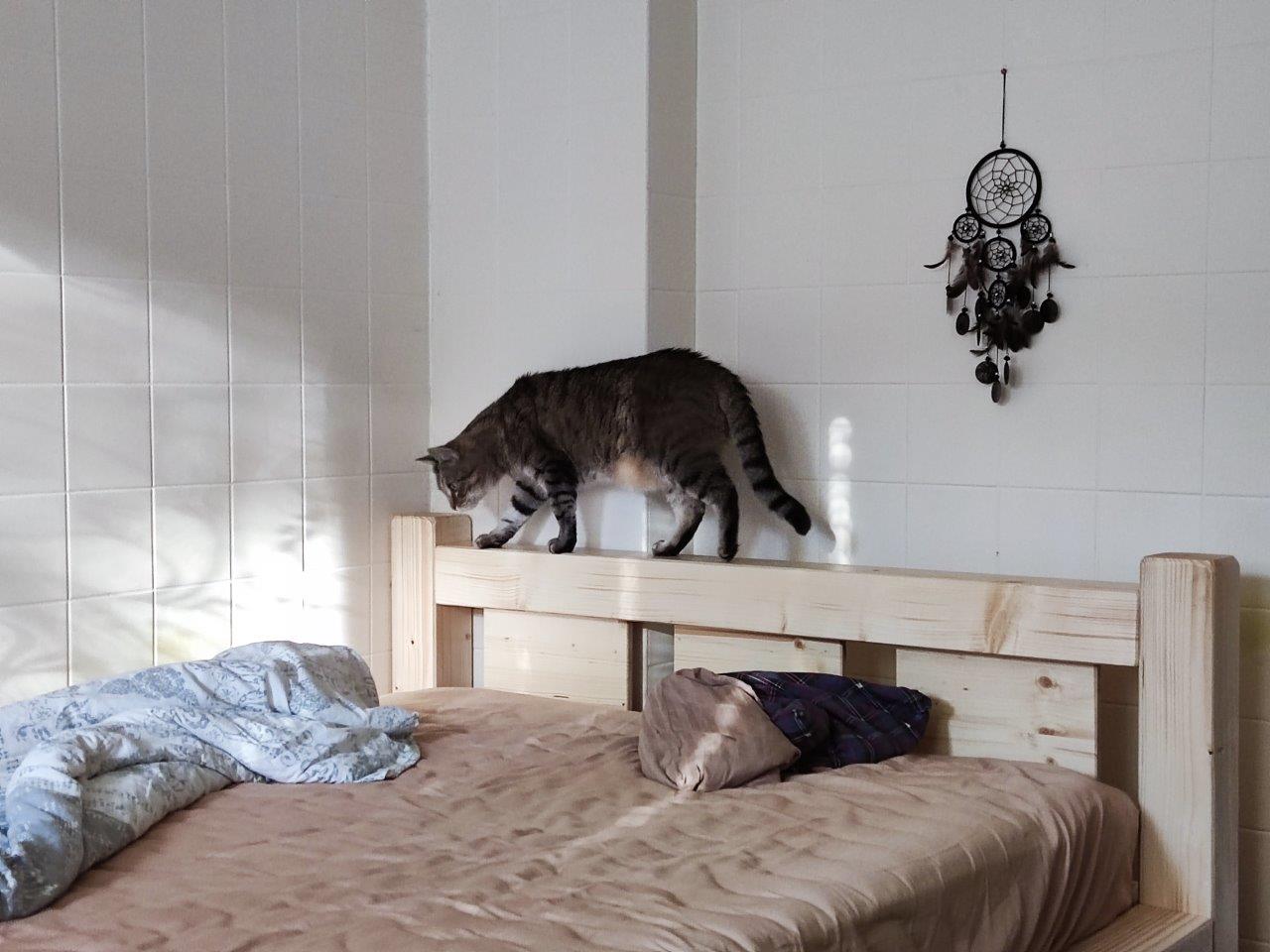draco foto zak lak